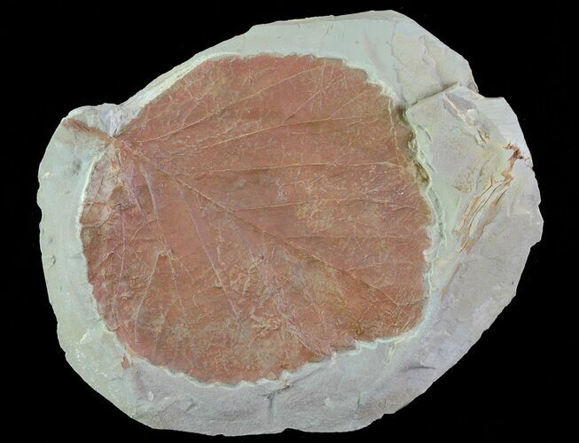 Paleocene Fossil Leaf (Davidia) - Montana #68329